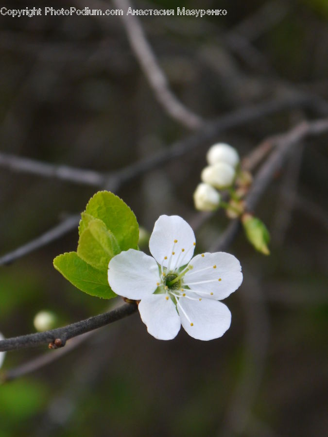 Blossom, Flora, Flower, Plant, Geranium, Cherry Blossom, Daisies