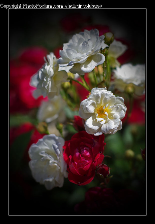Blossom, Flower, Peony, Plant, Rose, Flower Arrangement, Flower Bouquet