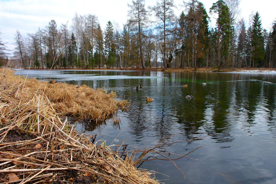 Lake, Outdoors, Water, Field, Grass, Grassland, Plant