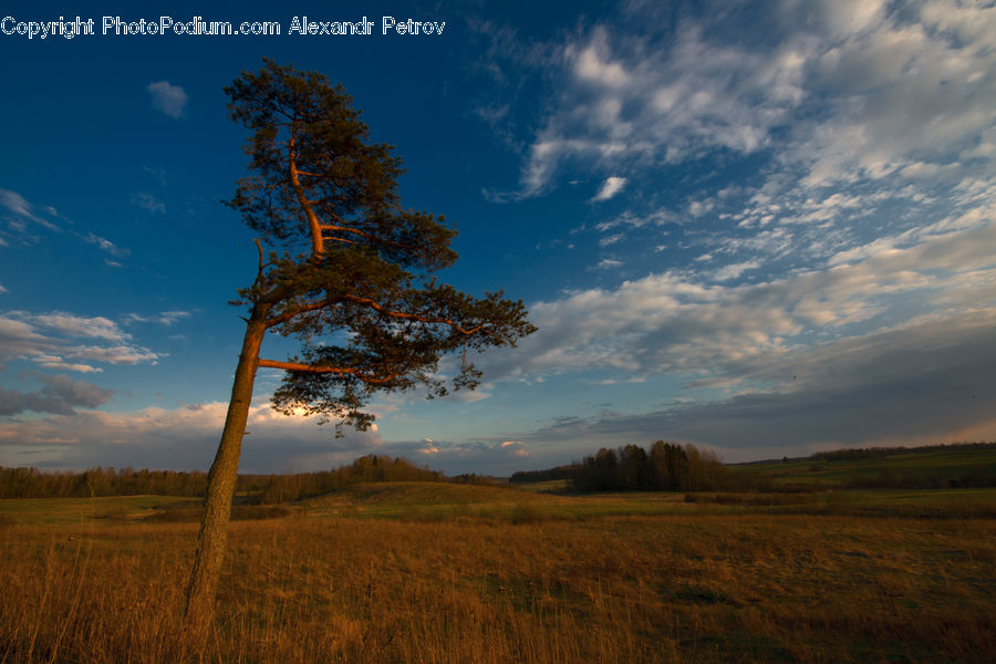 Field, Grass, Grassland, Land, Outdoors, Plant, Tree
