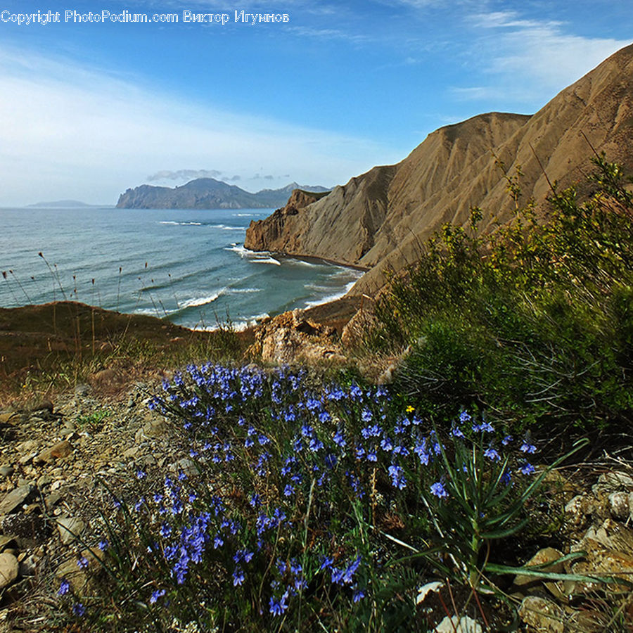 Fiber, Flax, Flora, Flower, Plant, Promontory, Cliff