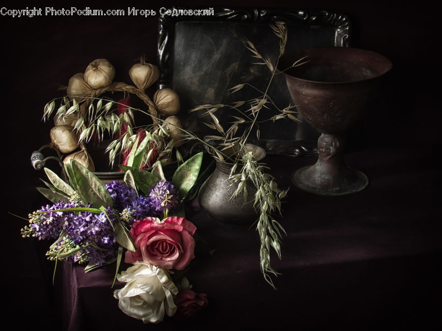 Blossom, Flower, Plant, Rose, Potted Plant, Accessories, Flora