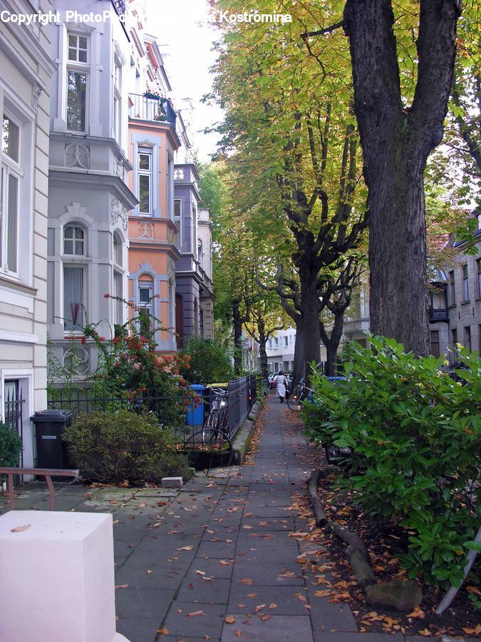 Plant, Potted Plant, Boardwalk, Path, Pavement, Sidewalk, Walkway