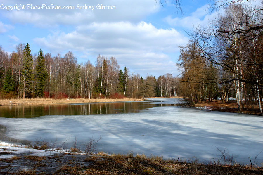 Outdoors, Pond, Water, Conifer, Fir, Plant, Tree