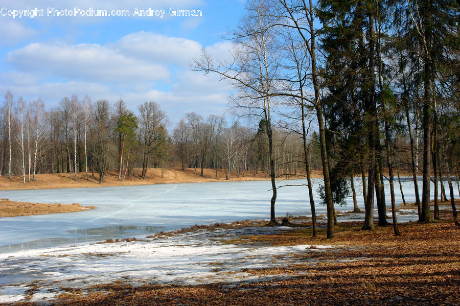Flood, Plant, Tree, Forest, Vegetation, Grove, Land