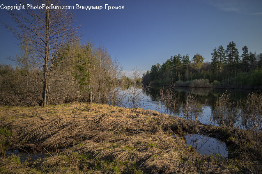 Field, Grass, Grassland, Plant, Land, Marsh, Pond