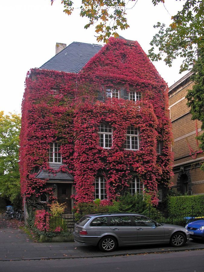 Plant, Potted Plant, Building, Cottage, Housing, Vine, Automobile