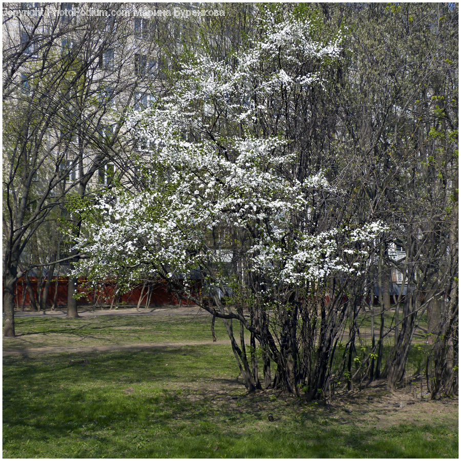 Patio, Pergola, Porch, Conifer, Fir, Plant, Tree