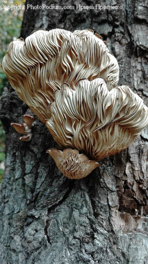 Agaric, Amanita, Fungus, Mushroom, Plant