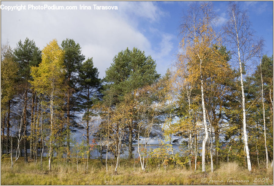 Birch, Tree, Wood, Conifer, Fir, Plant, Larch