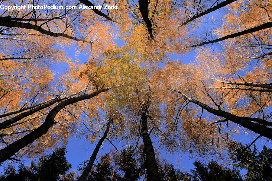Birch, Tree, Wood, Plant, Conifer, Fir, Oak