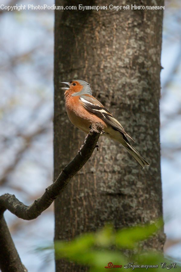 Bee Eater, Bird, Robin, Blue Jay, Bluebird, Jay