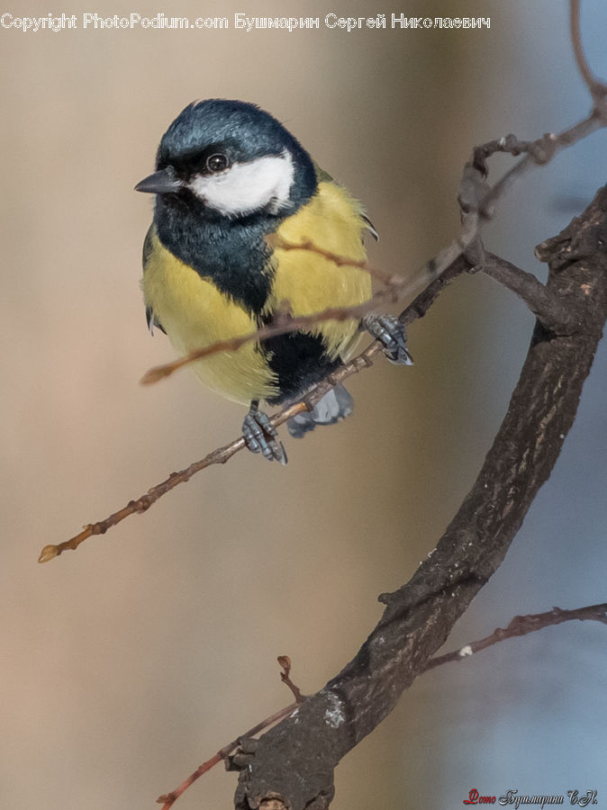 Bee Eater, Bird, Beak, Head, Portrait