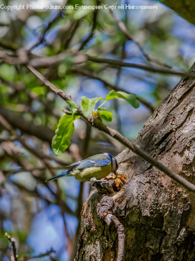 Bird, Parakeet, Parrot, Blue Jay, Bluebird, Jay, Blossom