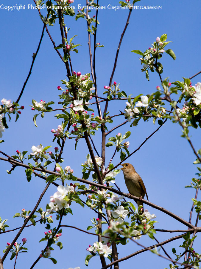 Blossom, Flora, Flower, Plant, Bird, Finch, Flower Arrangement