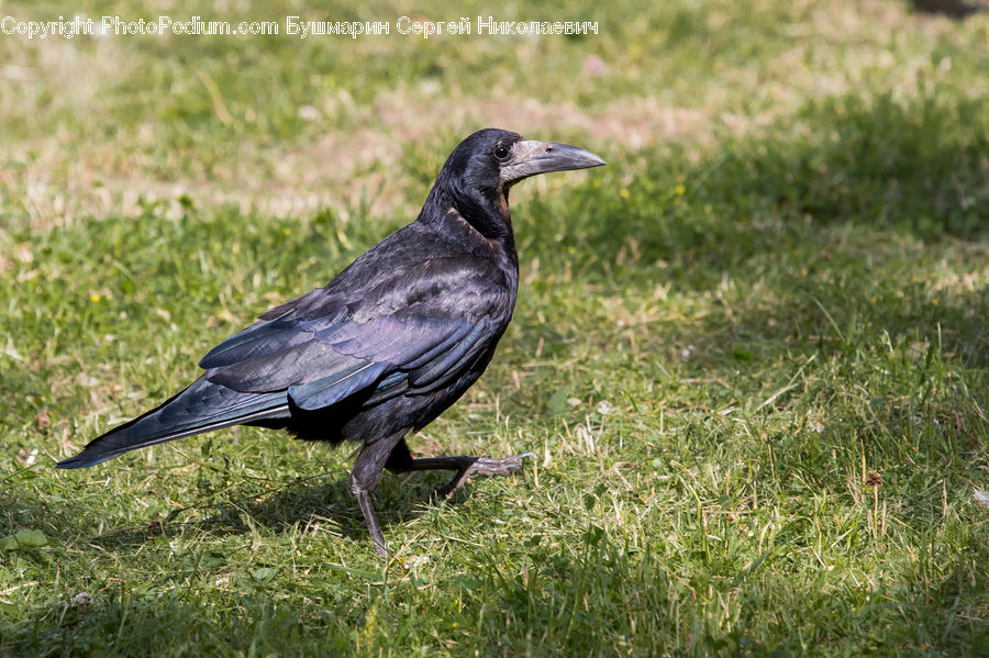Bird, Blackbird, Crow