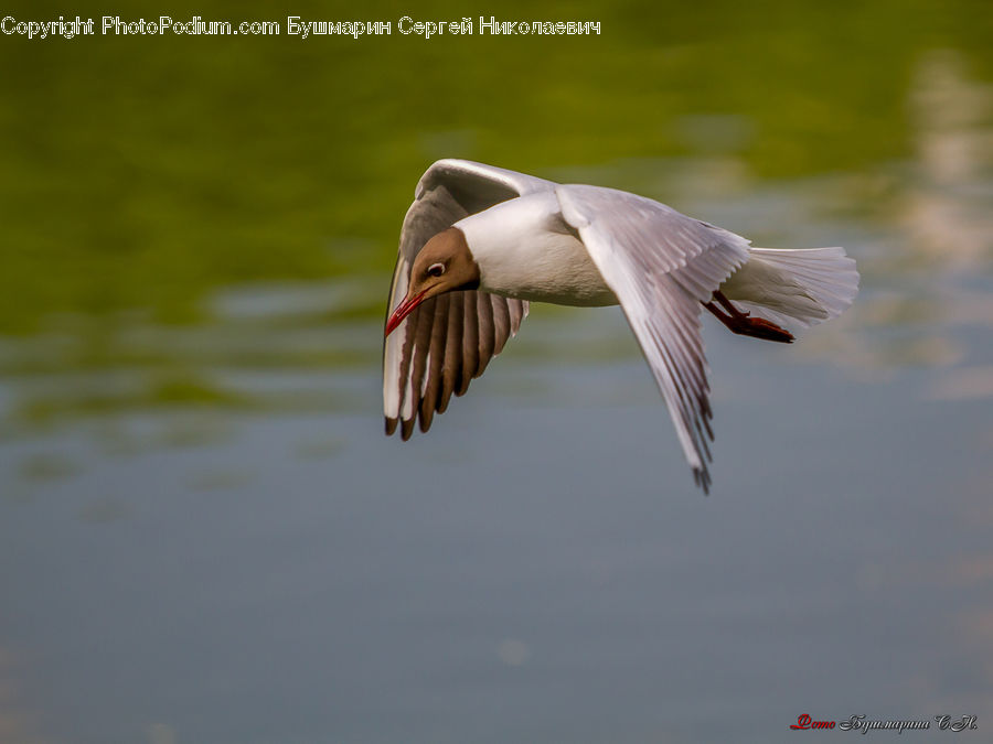 Beak, Bird, Goose, Waterfowl, Stork, Duck, Teal
