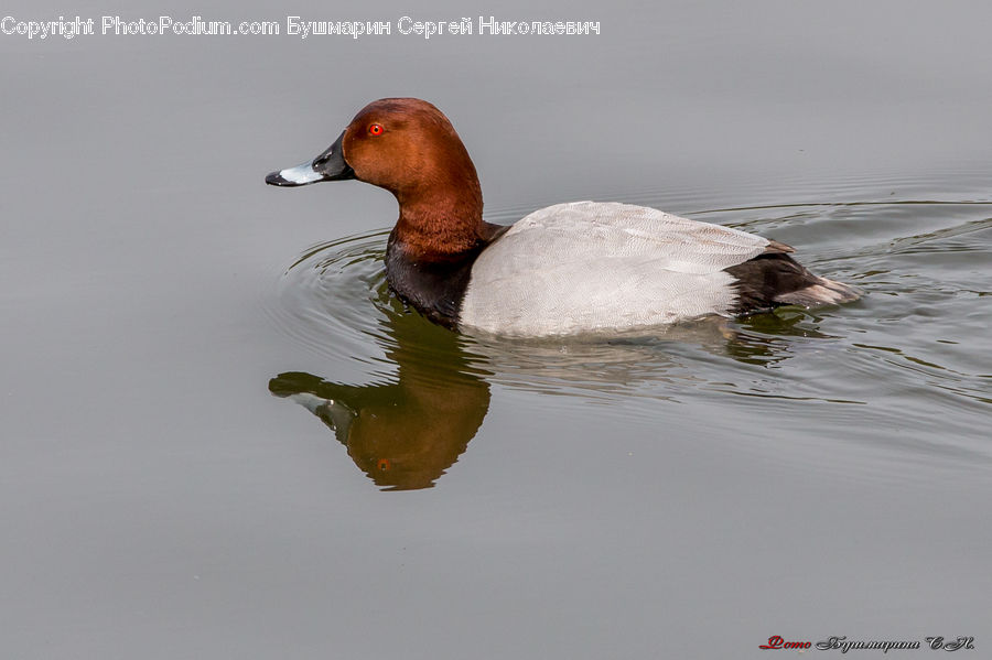 Bird, Duck, Teal, Waterfowl, Head, Portrait, Mallard