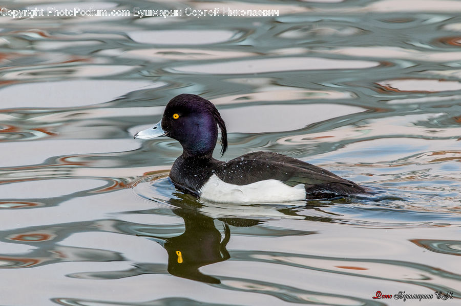Bird, Waterfowl, Duck, Teal, Mallard