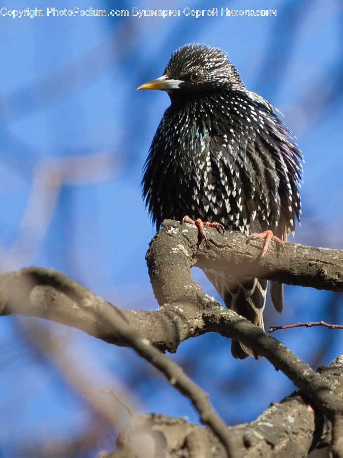 Bird, Blackbird, Hawk, Beak, Flicker Bird, Woodpecker, Booby