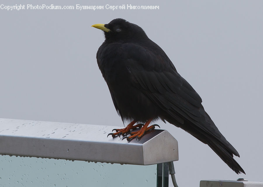 Bird, Blackbird