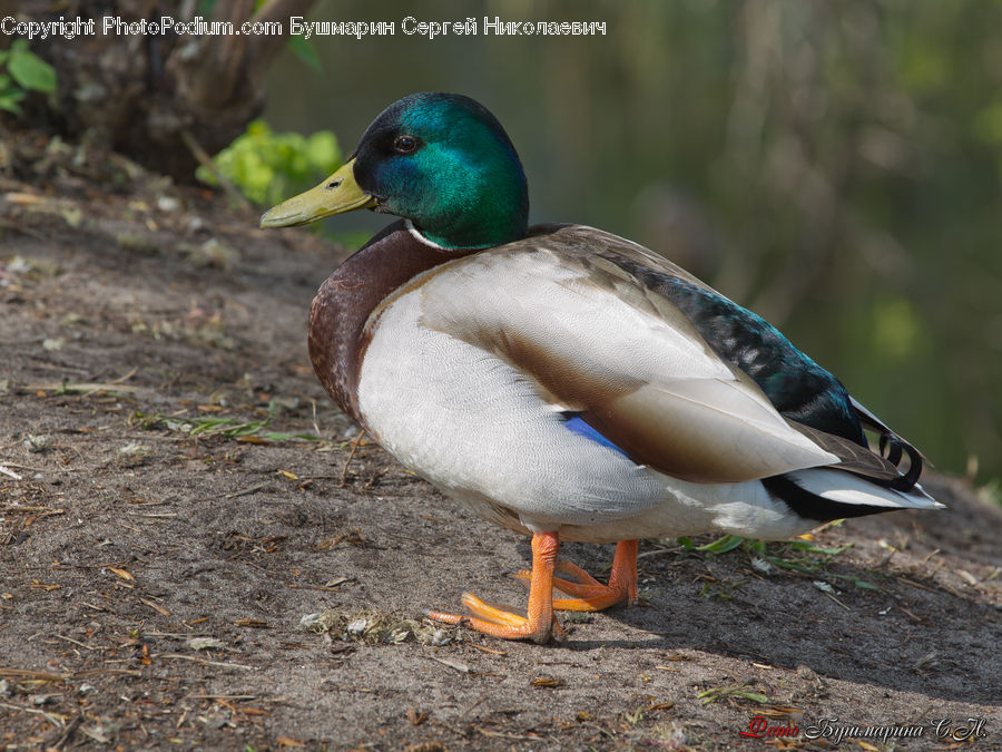 Bird, Duck, Teal, Waterfowl, Mallard