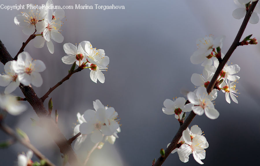 Blossom, Flora, Flower, Plant, Cherry Blossom, Petal, Anther