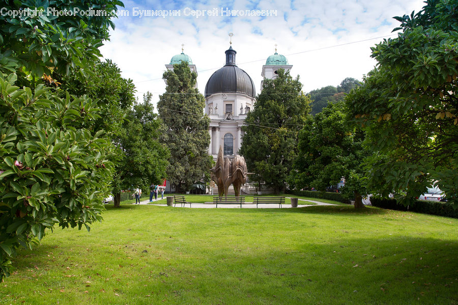 Conifer, Fir, Plant, Tree, Park, Yard, Architecture
