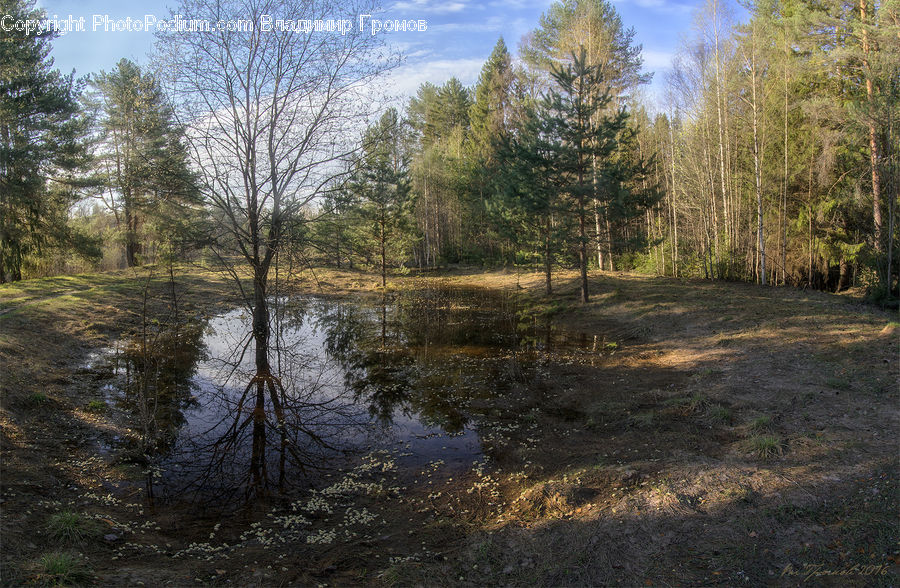 Land, Marsh, Outdoors, Swamp, Water, Pond, Conifer