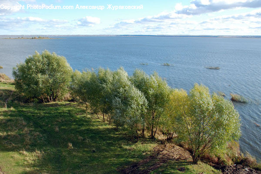 Conifer, Fir, Plant, Tree, Promontory, Coast, Outdoors