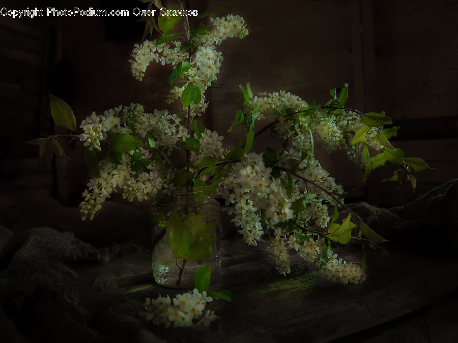 Plant, Potted Plant, Moss, Ivy, Vine, Pot, Pottery