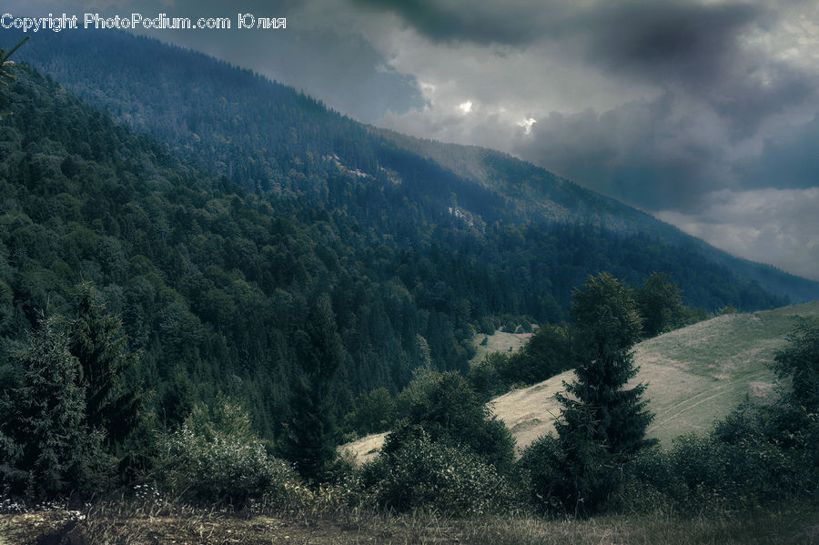 Conifer, Fir, Plant, Tree, Crest, Mountain, Mountain Range