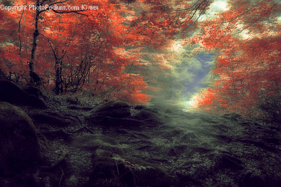 Forest, Vegetation, Dawn, Dusk, Sky, Sunrise, Sunset