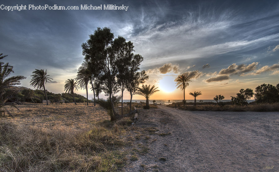 Dirt Road, Gravel, Road, Plant, Tree, Palm Tree, Beach