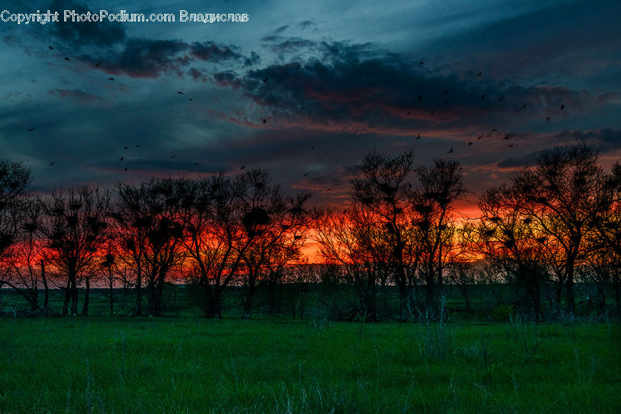 Dawn, Dusk, Red Sky, Sky, Sunrise, Sunset, Field