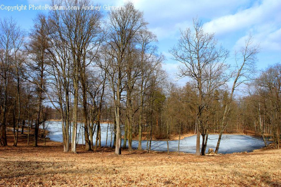 Forest, Grove, Land, Birch, Tree, Wood, Vegetation