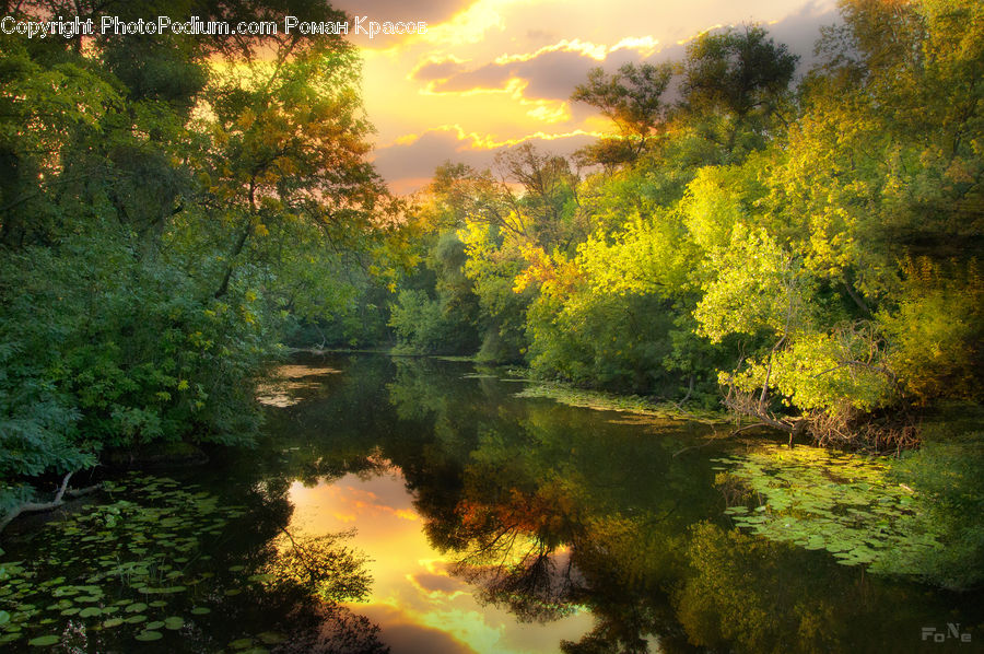 Outdoors, Pond, Water, Bush, Plant, Vegetation, Tree