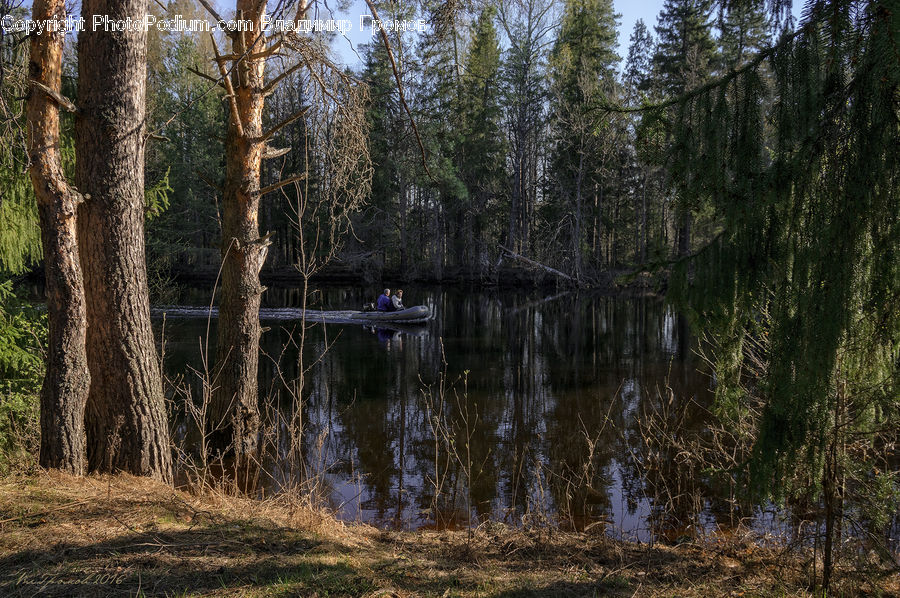 Outdoors, Pond, Water, Land, Marsh, Swamp, Forest