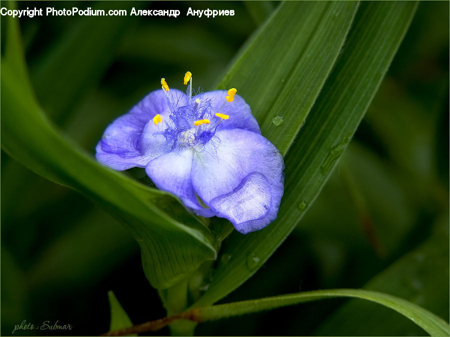 Fiber, Flax, Flora, Flower, Plant, Blossom, Crocus