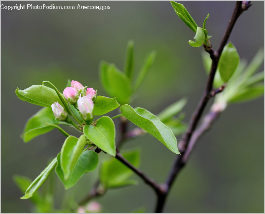 Bud, Plant, Blossom, Flora, Flower, Asteraceae