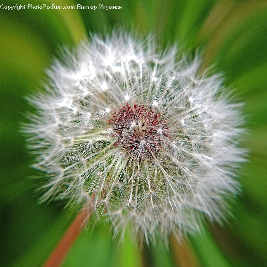 Dandelion, Flower, Plant, Blossom, Flora