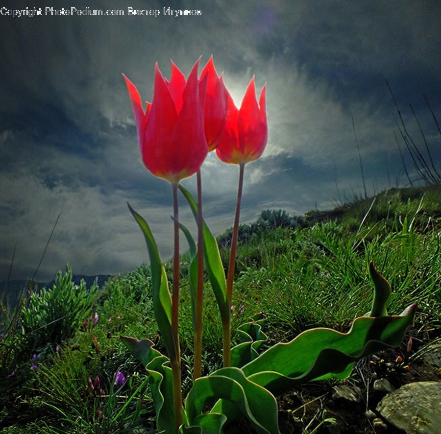 Plant, Potted Plant, Blossom, Flora, Flower, Tulip, Herbal