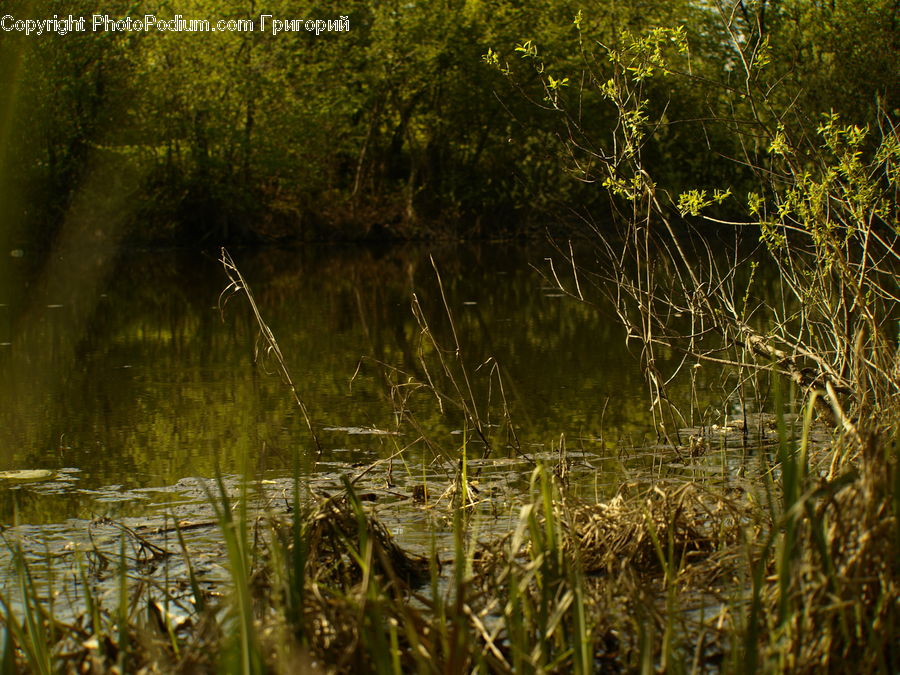 Field, Grass, Grassland, Plant, Land, Marsh, Outdoors