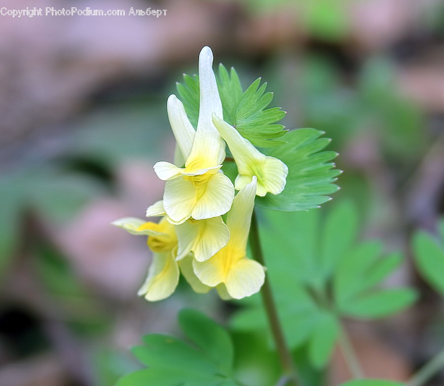 Aquilegia, Blossom, Flora, Flower, Plant, Daffodil, Gladiolus