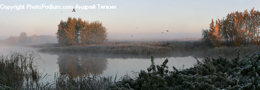 Grass, Plant, Reed, Land, Marsh, Outdoors, Swamp