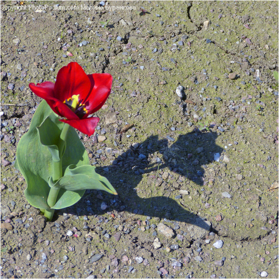 Flora, Flower, Gladiolus, Plant, Soil, Ground, Cactus