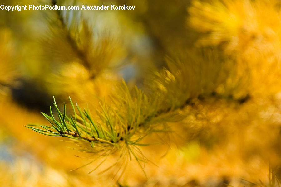 Conifer, Fir, Plant, Tree, Flower, Mimosa, Blossom