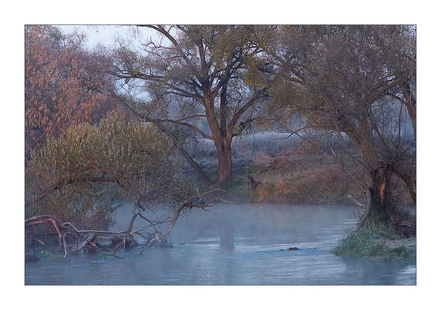 Oak, Tree, Wood, Art, Modern Art, Landscape, Nature
