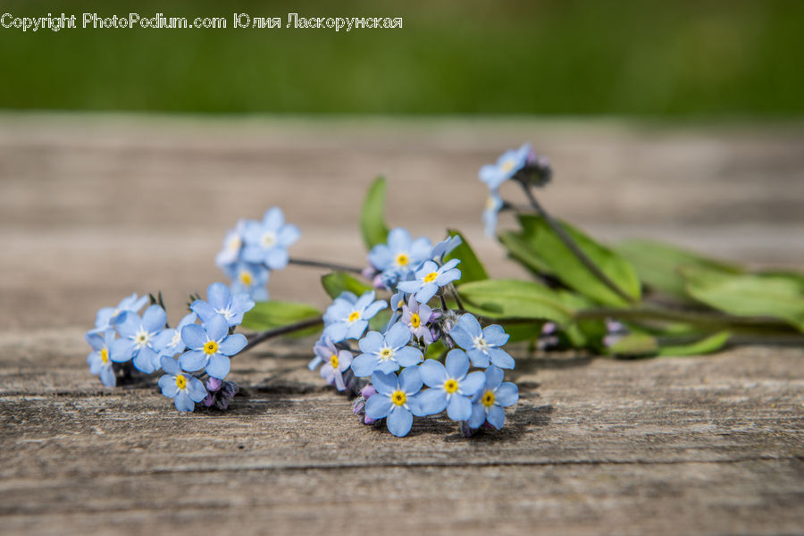 Plant, Potted Plant, Flower, Flower Arrangement, Flower Bouquet, Blossom, Flora