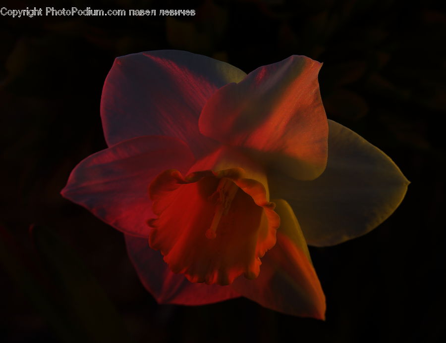 Flora, Flower, Gladiolus, Plant, Blossom, Geranium, Daffodil
